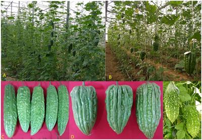 Antioxidant activities, dietary nutrients, and yield potential of bitter gourd (Momordica charantia L.) lines in diverse growing environments